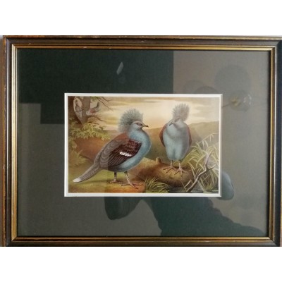 Grafika. Ptaki. XIX wiek